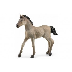 Criollo Definitivo Foal -...