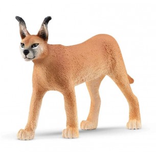 Caracal femmina - Wild Life...