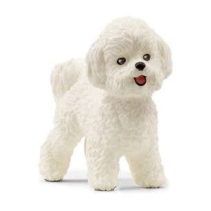 Barboncino Bichon Frise' -...