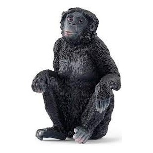 Bonobo femmina - Wild Life...