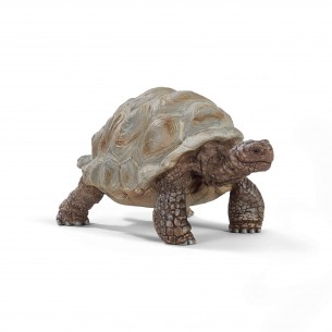 Tartaruga gigante - Wild...
