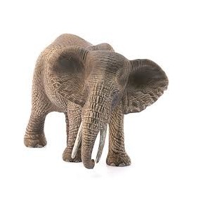 Elefante africano femmina...