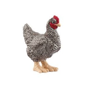 Gallina Plymouth Rock Farm...