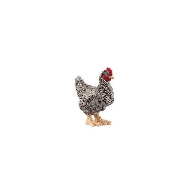 Gallina Plymouth Rock Farm World...