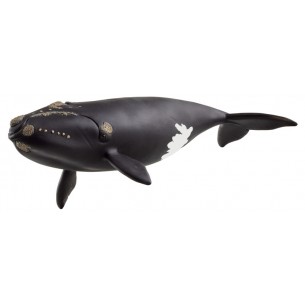 Balena Franca Nordatlantica...