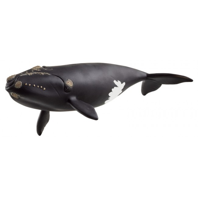 Balena Franca Nordatlantica Wild Life...