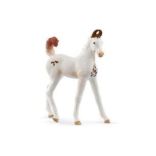PULEDRO MARWARI cavallo...