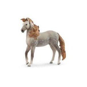 Stallone Andaluso Horse...