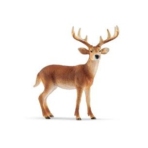 Cervo virginiano Wild Life...